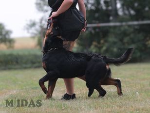Midas vom Findberg Midas vom Findberg