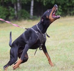 Dobforsport Berox Dobforsport Berox