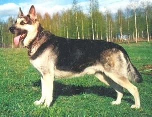 Tiran RKF R 1321152 (Matveyev) Tiran RKF R 1321152 (Matveyev)