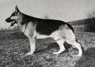 Cuno von der Hohenkinzig Cuno von der Hohenkinzig