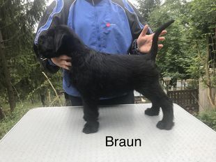 Yoschi von der Stumpfenburg Yoschi von der Stumpfenburg