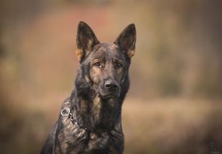 A Odin vom Kaltenbach A Odin vom Kaltenbach