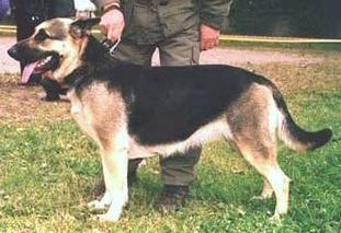 Eyla RKF 1502219 R (Gerasimova) Eyla RKF 1502219 R (Gerasimova)