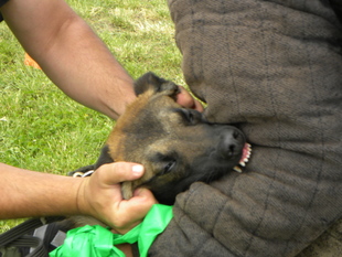 Fido of Braveheart Oradinum Fido of Braveheart Oradinum