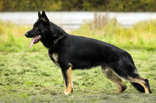 Olaf (RKF/4078633) Olaf (RKF/4078633)