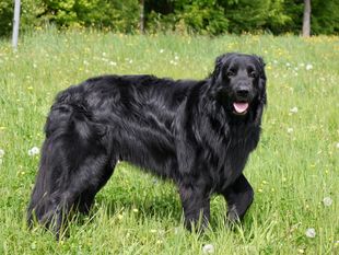 Romeo von Gina's vier Linden Romeo von Gina's vier Linden