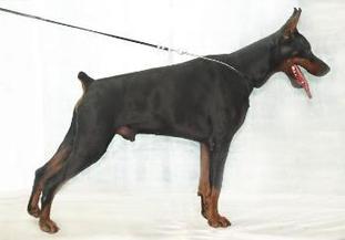 Arnold Master von Masterhof Arnold Master von Masterhof