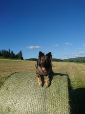 Daika vom Kandersturm Daika vom Kandersturm