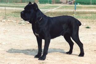 Retico Dell'Antico Cerberus Retico Dell'Antico Cerberus