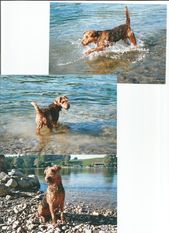 Buster vom Herzteich Buster vom Herzteich