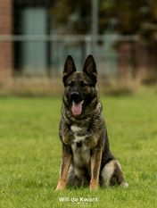Ruby von der Schiffslache Ruby von der Schiffslache