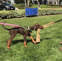 Fero European K9 training base Fero European K9 training base