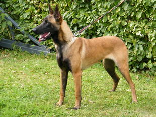 Hope vom Greifenring Hope vom Greifenring