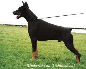 Umberto van't Duinezicht Umberto van't Duinezicht