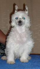 Akamaru Exotic World Akamaru Exotic World