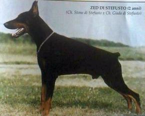 Zed di Stefusto Zed di Stefusto