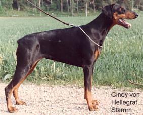 Cindy van Hellegraf Stamm Cindy van Hellegraf Stamm