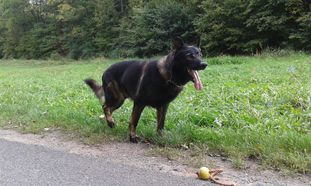 Ellex von der Rappacher Höhe Ellex von der Rappacher Höhe
