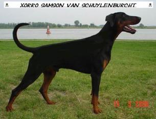 Xorro-samson van Schuylenburcht Xorro-samson van Schuylenburcht
