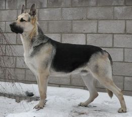 LEGENDA RUS KHRABRYY NEY LEGENDA RUS KHRABRYY NEY