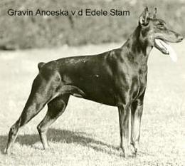 Gravin Anoeshka van de Edele Stam Gravin Anoeshka van de Edele Stam