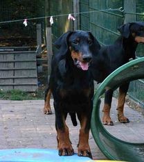 Harry von Spellen Harry von Spellen