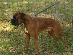 Atlas von Miludee Atlas von Miludee