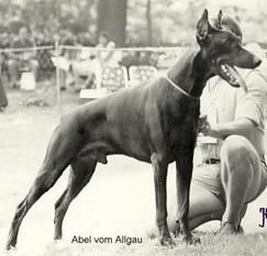 Abel vom Allgäu Abel vom Allgäu