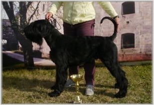 Alisia Joy von Mailo´s Teufelsclan Alisia Joy von Mailo´s Teufelsclan