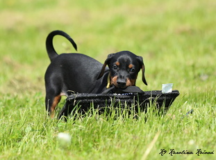Drea European K9 training base Drea European K9 training base