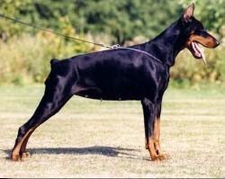 Usha van het Blauwhof Usha van het Blauwhof