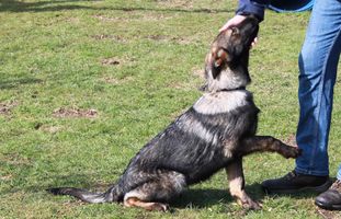 Ombra vom Blizzardkegel Ombra vom Blizzardkegel