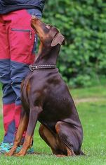 Bambi von Engelhardt Bambi von Engelhardt