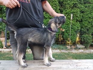 Ava's Lillyfee vom treuen Husar Ava's Lillyfee vom treuen Husar