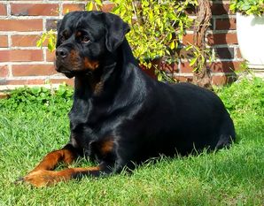 Candy vom Schwarzen Gold Candy vom Schwarzen Gold