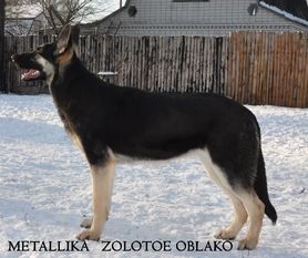 Metallika Zolotoe Oblako Metallika Zolotoe Oblako