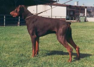 Sylvester von Mahuba Sylvester von Mahuba