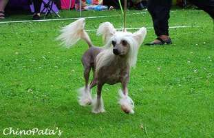 Lohamras Duchess Lohamras Duchess