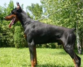 Black-dober Ramses von Hunnoterra Black-dober Ramses von Hunnoterra