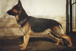 Zaur (Postnikova) Zaur (Postnikova)