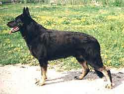 ROBIN GUD (Brovkina) ROBIN GUD (Brovkina)