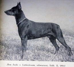 Ben-jacki vom Liebestraum Ben-jacki vom Liebestraum