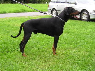 Hank von Utgard Hank von Utgard