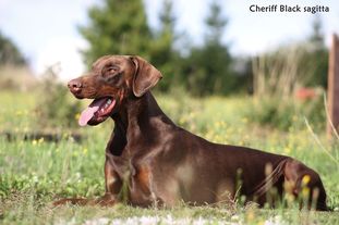Cheriff Black Sagitta Cheriff Black Sagitta