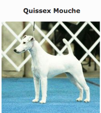 Quissex Mouche Quissex Mouche