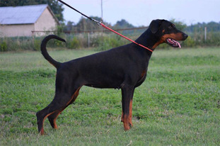 Narina vom Noblesshof Narina vom Noblesshof