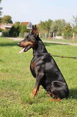 Berta vom Markischen Leo Berta vom Markischen Leo