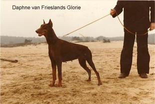 Daphne van Frieslands Glorie Daphne van Frieslands Glorie