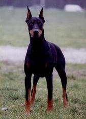 Winston van de Astra-Hoeve Winston van de Astra-Hoeve