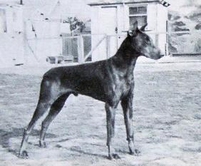 Palanka's Hawkins von Eschen Palanka's Hawkins von Eschen